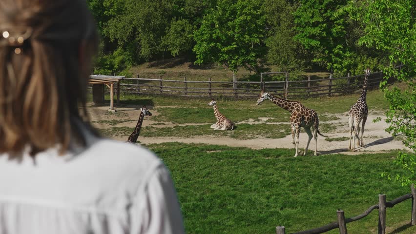 Woman watching giraffes in a natural safari park.