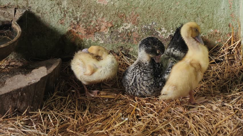 Beautiful cute goslings clean their feathers with their beaks in the nest.