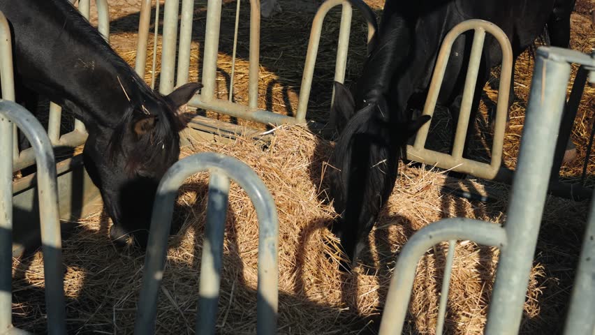 Horses eating hay in a paddock on a farm, horse breeding and feeding concept.