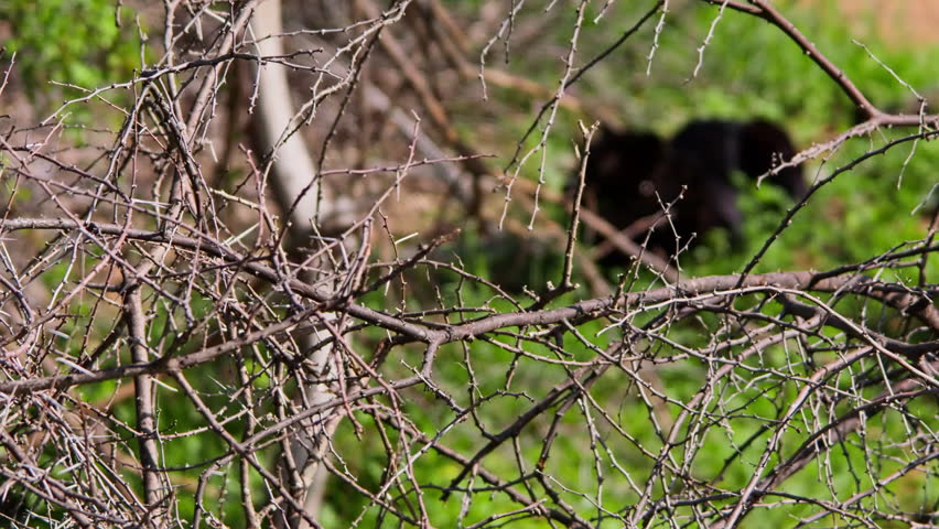A Black Leopard (Panthera pardus) lying on a ground and looking around, seen through branches.