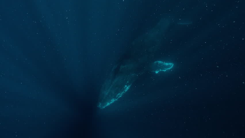Underwater view of two humpback whales (Megaptera novaeangliae) swimming in the sea.