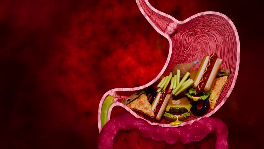 Human Digestive Anatomy Visualization Showing Healthy Stomach Function, Gastric Acid Activity and Natural Digestion Mechanism 3D Rendering
