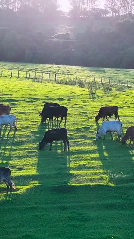 Sunset Livestock Animals In Countryside Rural Scene Brazil. Aerial View Of Nelore Cattle Grazing On A Lush Green Pasture. Countryside Agriculture Rural Field. Countryside Rural Sky.