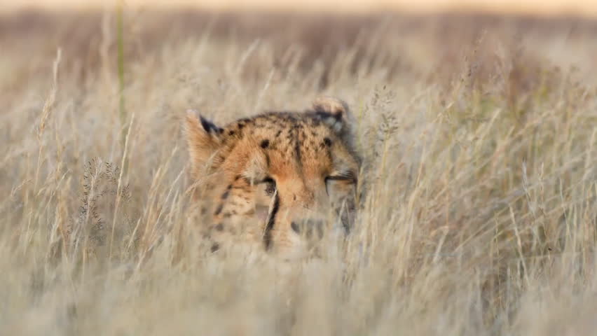 Medium shot of cheetah in savanna, its head seen in tall grass
