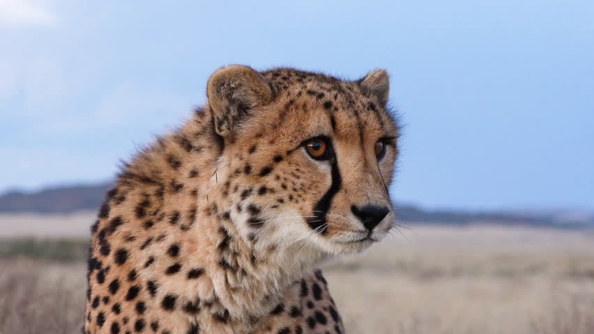 Cheetah in savanna, sitting down in dry grass