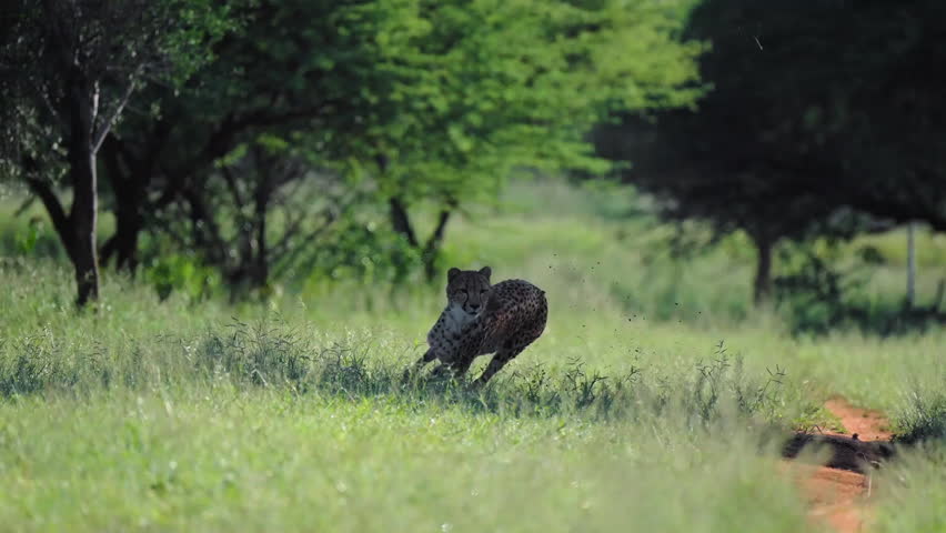 Slow motion shot of cheetah running in full speed, catching prey