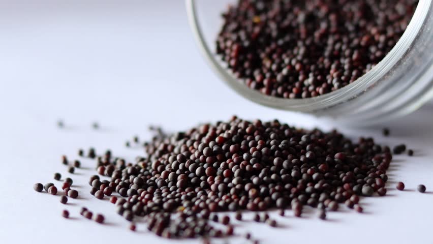Black Mustard Seeds or Kali Rai on white background.
"Black rai" primarily refers to black mustard seeds, a pungent spice (Sarson) crucial in Indian cooking for tempering dishes (tadka).