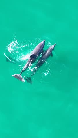Dolphin Jumping In San Diego California United States. Scenic Wild Marine Animals Swimming In The Sea. Shore Clouds Beach Sea. Remote Location Beach Panoramic. San Diego California.