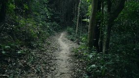 A first-person perspective shot of a dirt path winding through deep green tropical forest. The dense foliage, tall trees, and natural shadows of the Koh Phangan wilderness. - Powered by Shutterstock - Get 15% off with code: PIKWIZARD15