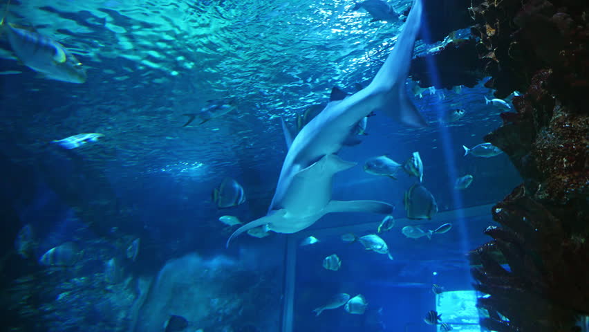 Shark swimming in a public aquarium. Large marine predator viewed from below in a blue underwater environment.