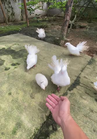 A group of pigeons walking around in the National zoo garden.