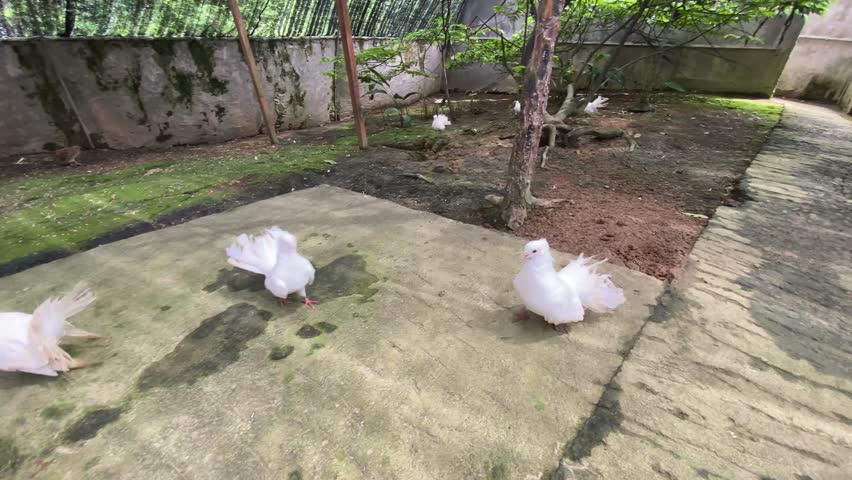 A group of pigeons and jacanas wandering around the National Zoo garden.