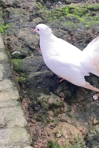 A pigeon walking around the National Zoo park.