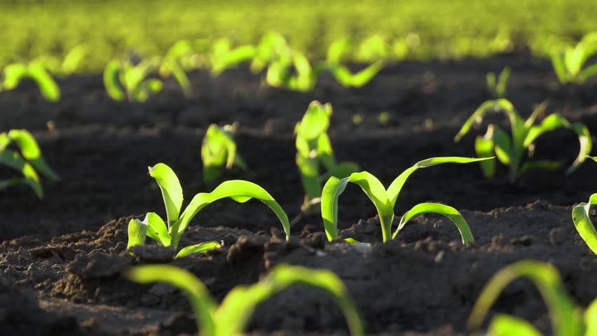 Corn plants are sprouting in a field during early morning. The green leaves stand out against the dark soil as sunlight begins to shine on them