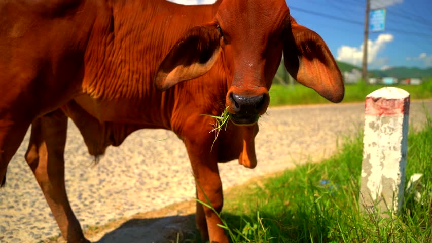 An Asian cow.

Rural landscape. A pasture near a rural road.   