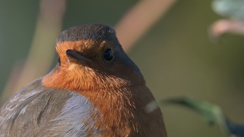 European Robin (Erithacus rubecula) in extreme closeup,  looking around. January, Kent, UK [Half speed]