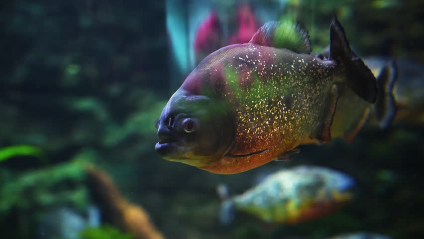 Close-up of a red-bellied piranha swimming in a freshwater aquarium. Carnivorous tropical fish known for strong jaws and sharp teeth.