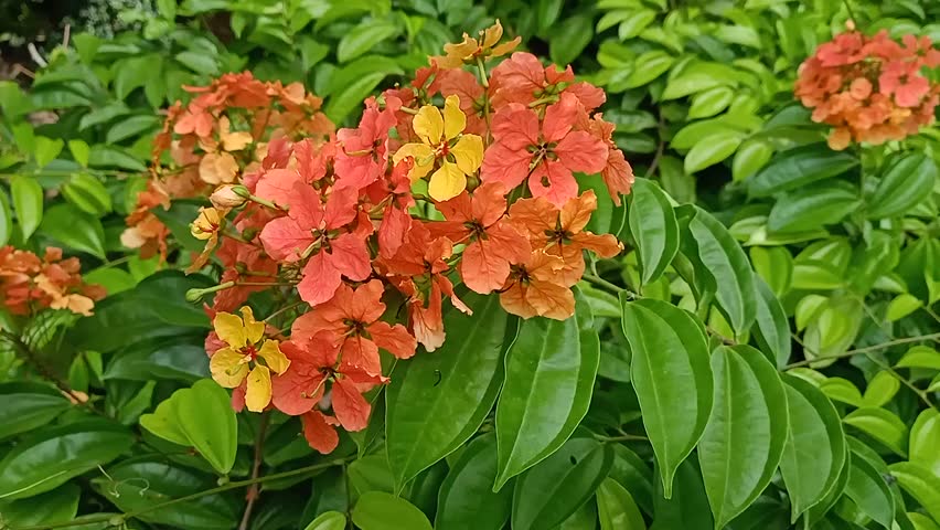 Bauhinia Kockiana flower in the garden. yellow and orange flowers
