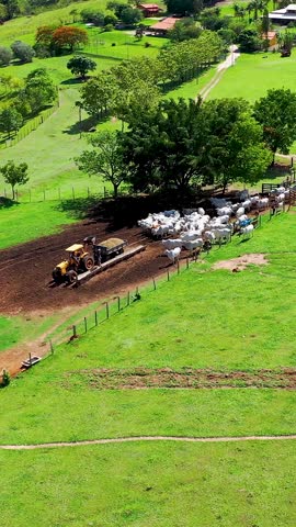 Livestock Animals In Presidente Prudente Sao Paulo Brazil. Aerial View Of Nelore Cattle Grazing On A Lush Green Pasture. Exotic Outdoor Farming Stunning. Exotic Summer Nature.