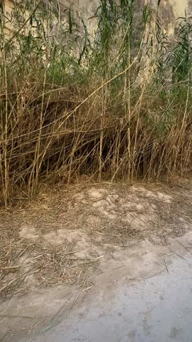 Towering Cliffs and Tall Grasses of the Rio Grande (Big Bend National Park, Texas, USA)