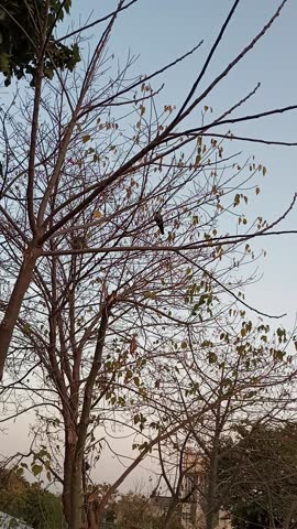 A view of a crow sitting on a tree
