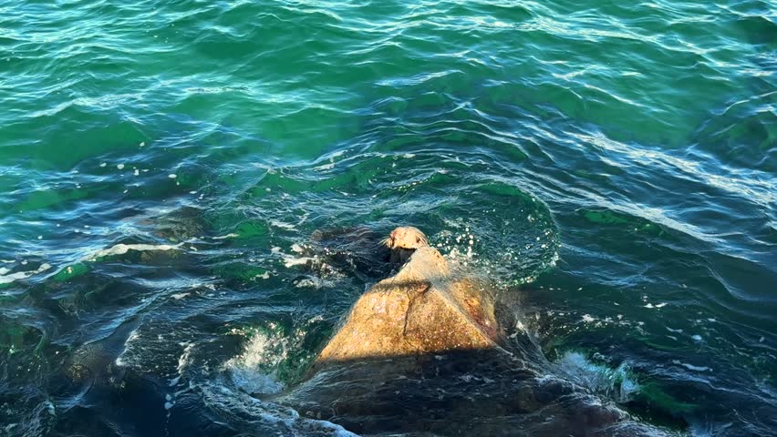 Sea otter floating on back in calm ocean water