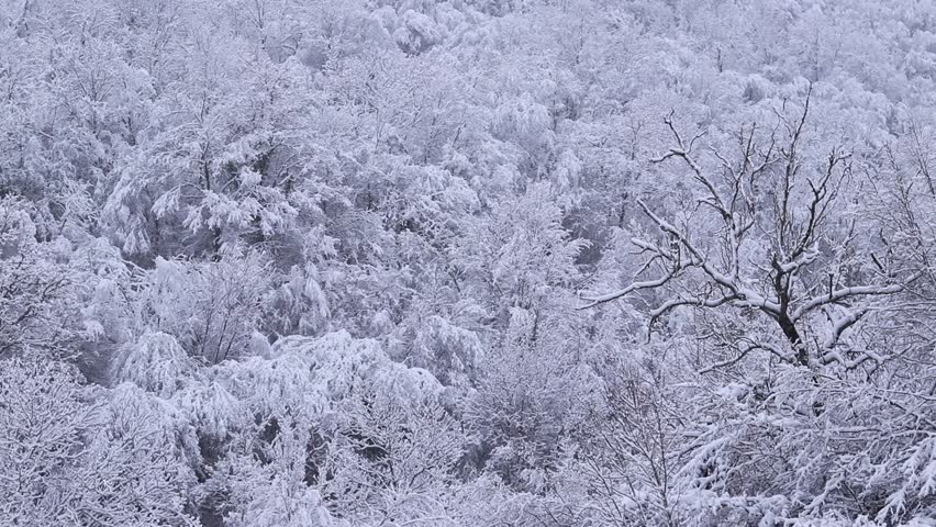Beautiful winter landscape with snow-covered trees. Winter fairy-tale landscape. Trees covered with white snow on a hill. Nature in winter. Nature snowy forest. Cold weather. Seasonality in nature. Frost