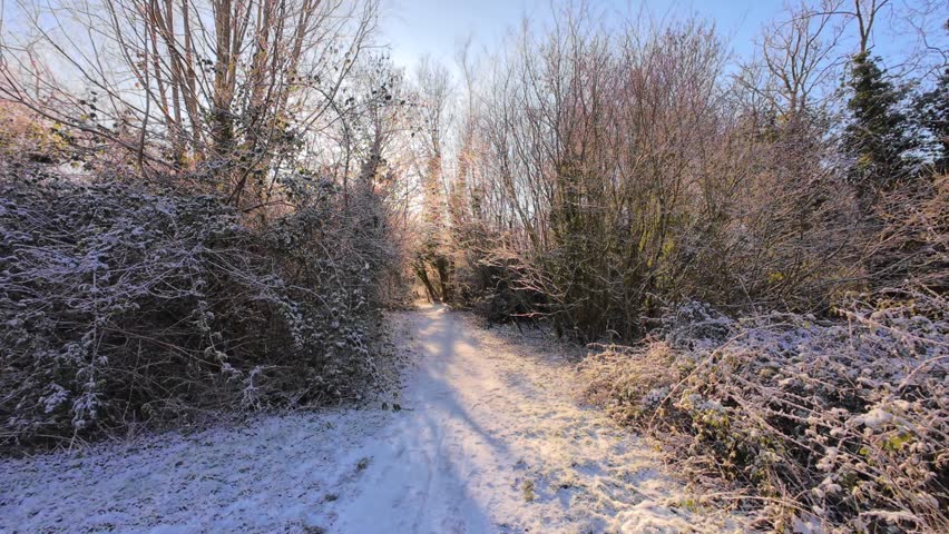 4K | Walking through Sheep