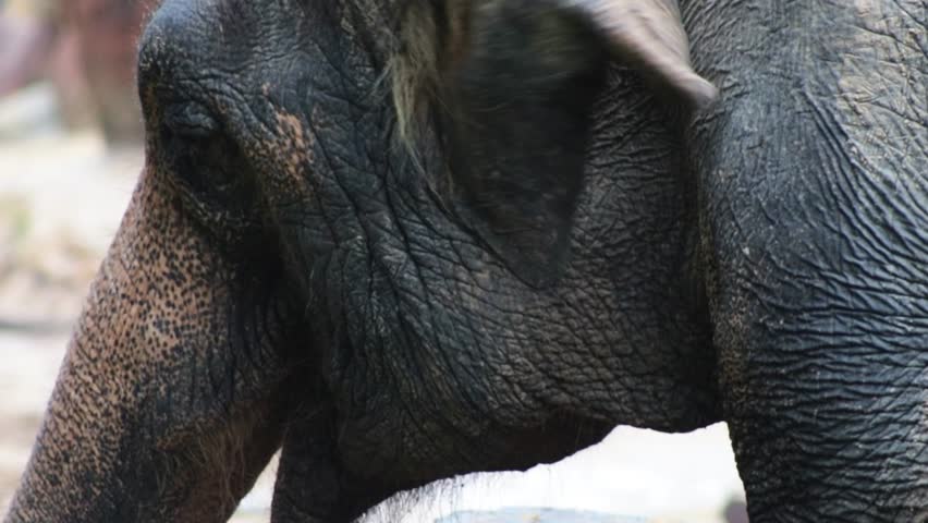 Detailed and Close-Up Elephant Shot 