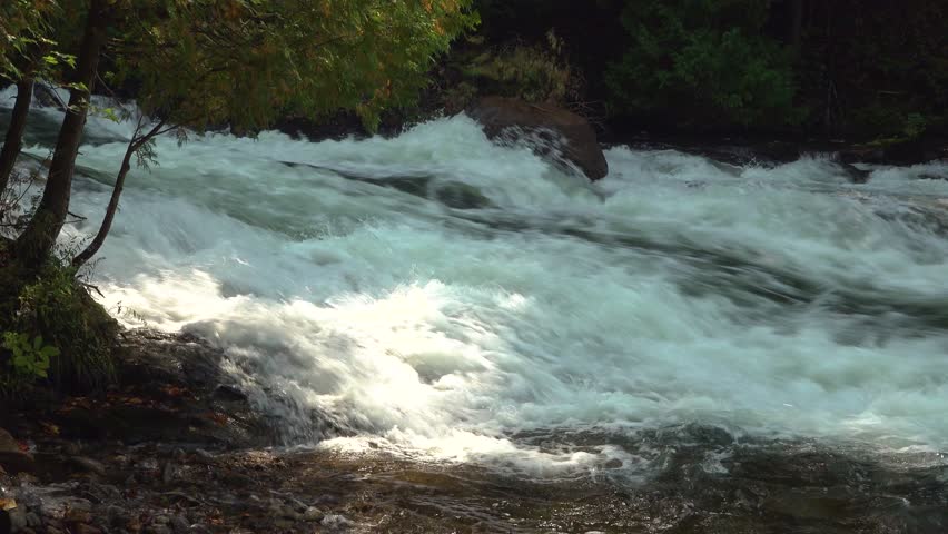 Rapids through a forested riverbank with white water and pockets of sunlight.