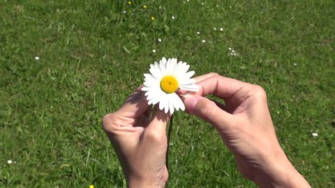 woman hand defoliating a white and yellow daisy on green field
