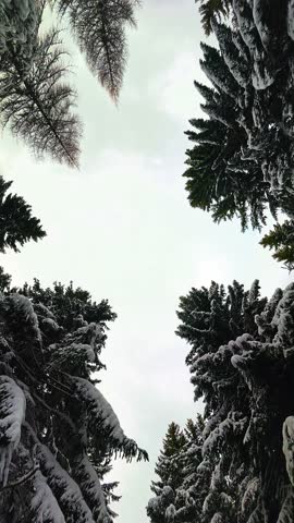 Beautiful Snowy Trees in European Winter Landscape