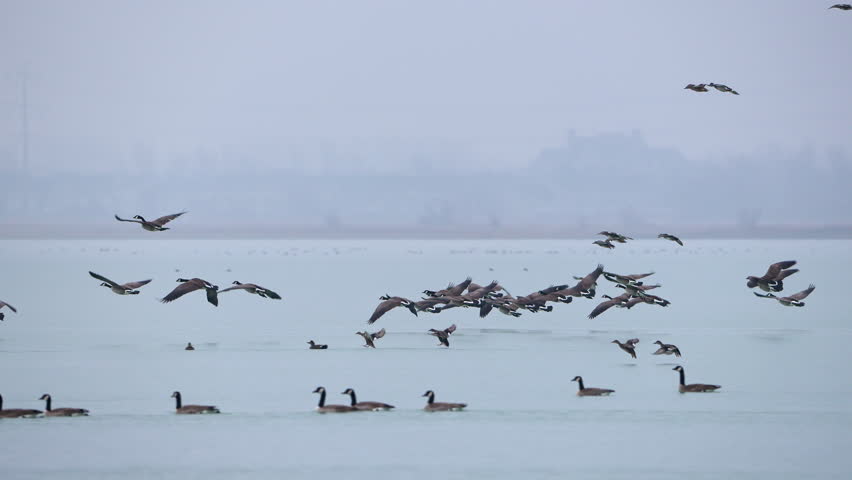 Geese and ducks flying in to land at Utah Lake as it rains in slow motion.
