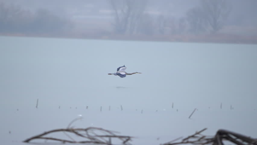 Great Blue Heron gliding over Utah Lake to land on a branch in slow motion.