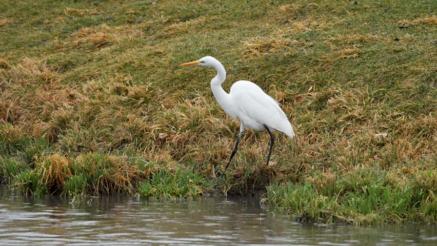 Great Egret hunting in the rain catching fish in slow motion.