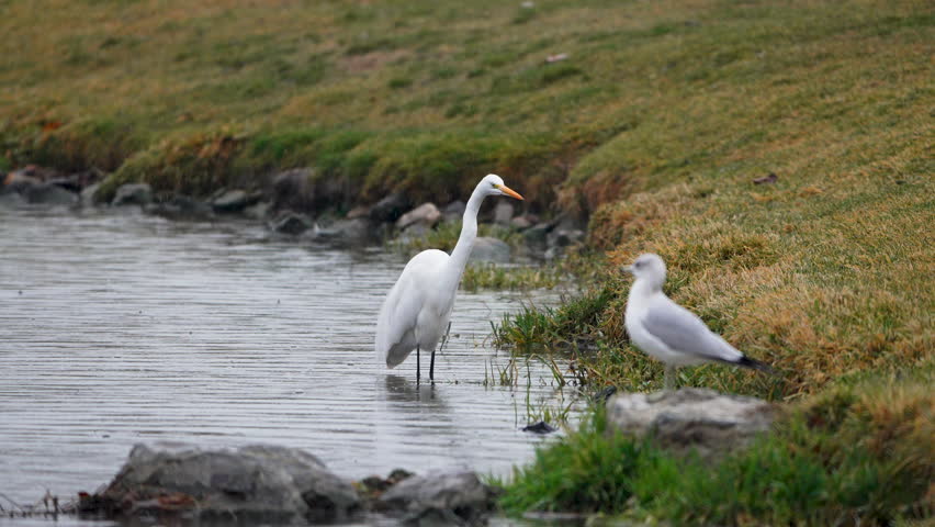Great Egret hunting for fish along the river banks as it rains in slow motion.