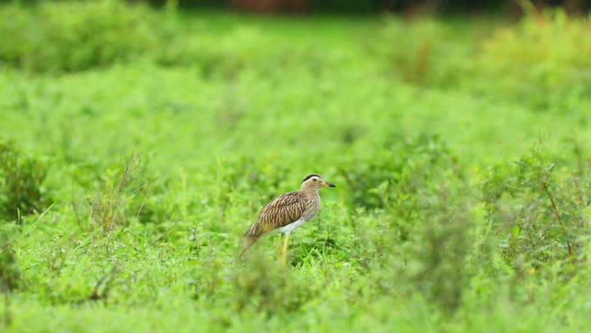 Double-striped Thick-knee bird walking in a green grassy field