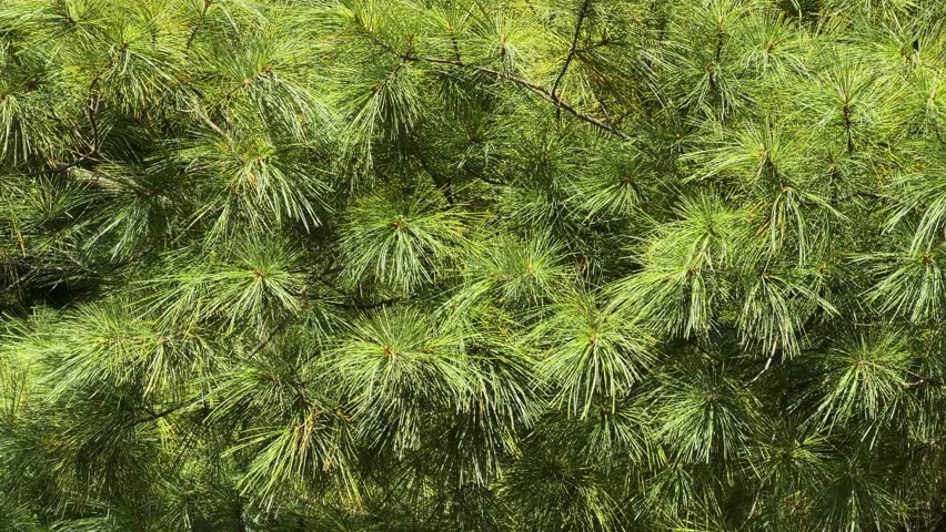 Branches of the ornamental old eastern white pine, also known as Weymouth pine with long needles in sunny autumn day, view close-up while panning
