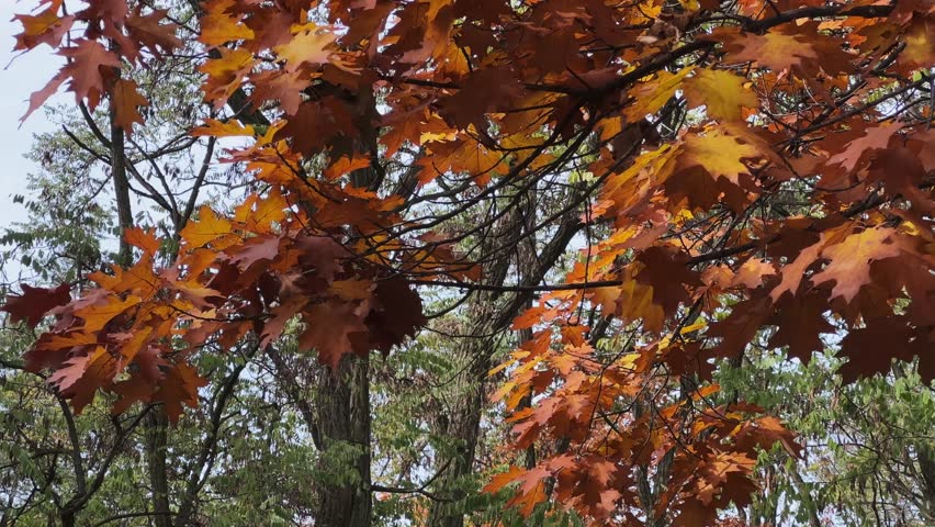 Branches of the red oak, or northern oak with bright dark red leaves against the other trees in an old park in overcast day, view while vertical panning
