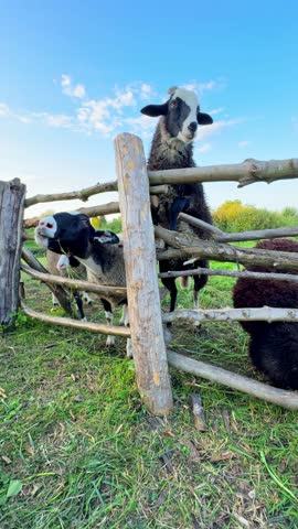 Sheep begging for treats on the farm