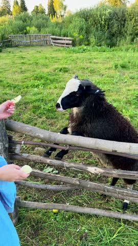 Girl feeding sheep on a farm