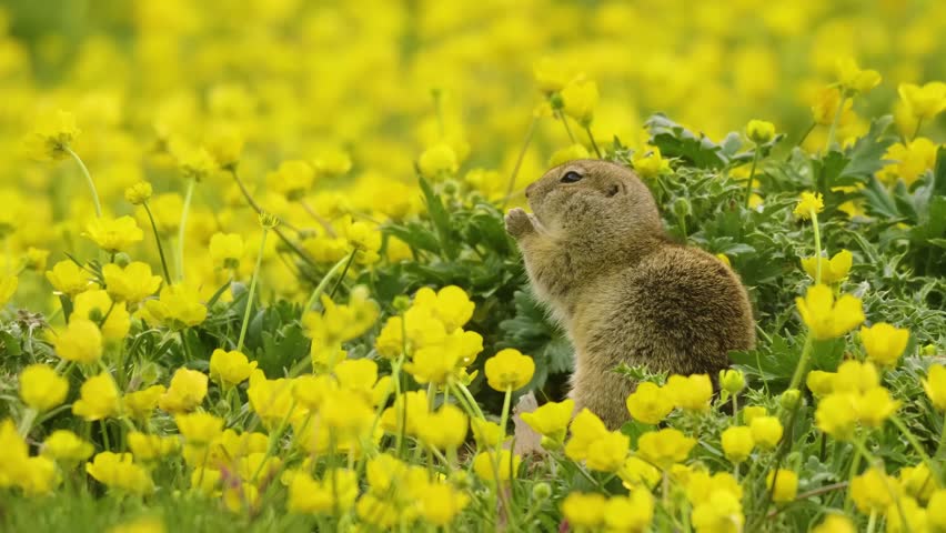 Footage of a small, curious gopher, likely a ground squirrel species (Spermophilus genus), standing upright amidst a vibrant field of yellow wildflowers, possibly in the scenic Caucasus Mountains regi