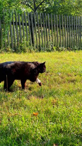 Black cat walking on grass with bandaged paw