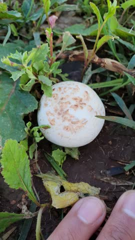 white mushroom in green field of green grass in day time Casablanca garden 
