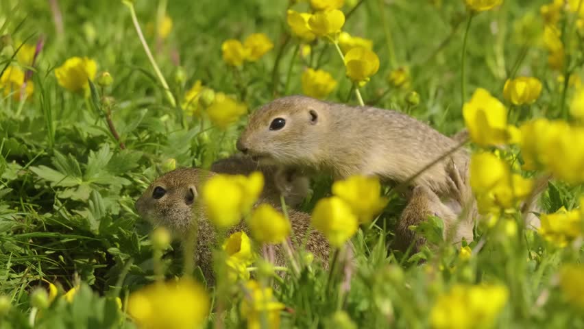 Footage captures a group of four young European ground squirrels (Spermophilus citellus), also known as susliks, emerging from their burrow and standing together amidst lush green grass and vibrant ye