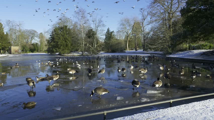 Waterfowl on a Frozen Pond in Winter at Canon Hill Park, Birmingham.
Winter scene of ducks, geese, and other waterfowl gathered on a partially frozen pond in Canon Hill Park, Birmingham, UK. Snow-covered ground and bare trees frame the icy water as birds stand, swim, and fly overhead under a clear blue sky. A calm seasonal nature scene illustrating cold weather, urban wildlife, and wintertime conditions in a public park.
