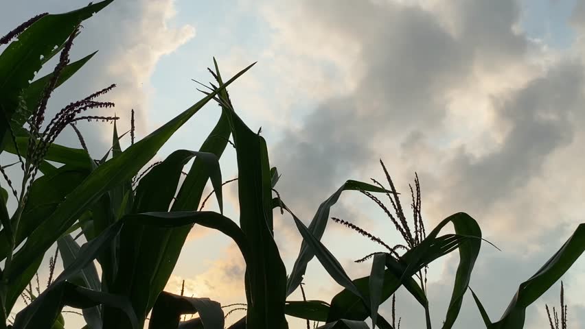 Golden hour sunset glowing through tall corn stalks, gently swaying in the soft evening breeze. Warm orange light filters between lush green leaves and tassels, creating dreamy silhouettes in a peaceful rural cornfield at dusk. Perfect serene nature moment captured during magical golden hour