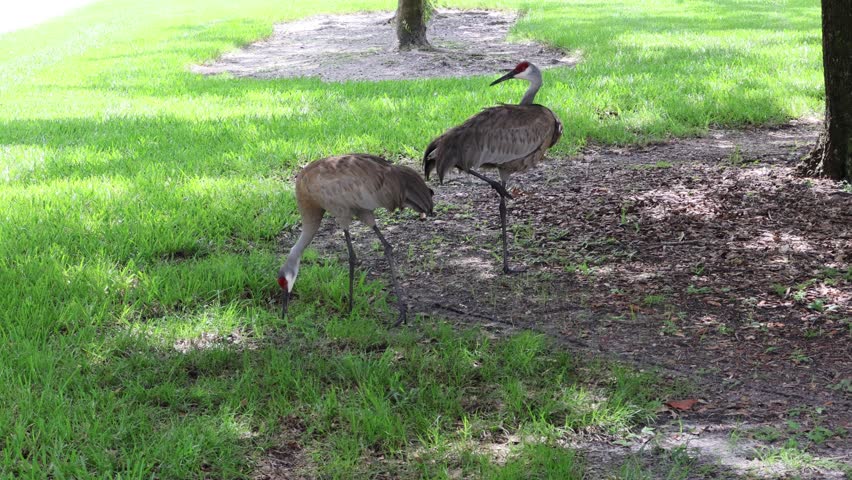 Sandhill cranes (Antigone canadensis): A pair of sandhill cranes (Antigone canadensis) eating, walking, and enjoying their free time in open grassland in Florida, June 21, 2025