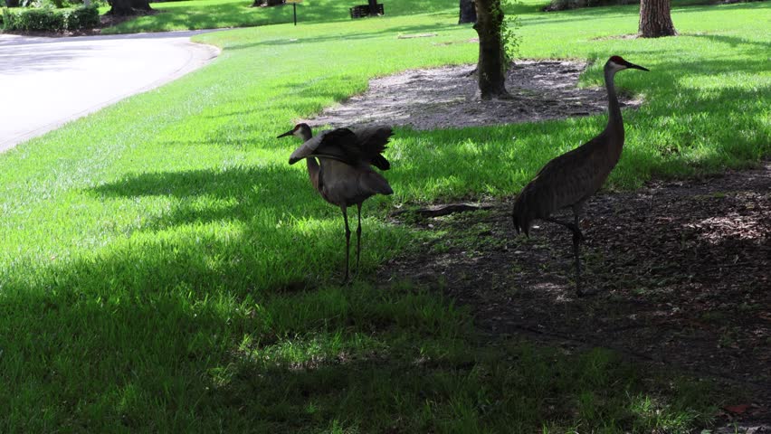 Sandhill cranes (Antigone canadensis): A pair of sandhill cranes (Antigone canadensis) with one of flapping its wings, walking, and enjoying their free time in open grassland in Florida, June 21, 2025