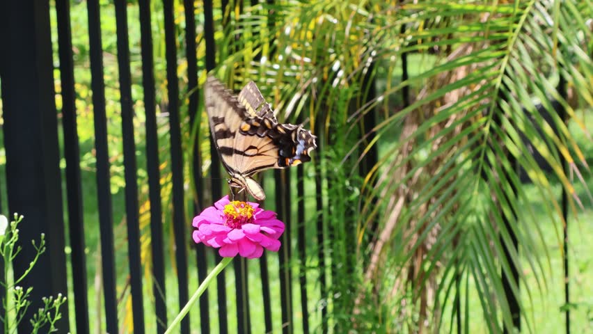 Eastern Tiger Swallowtail butterfly (Papilio glaucus) flutter wings and takes off from a magenta zinnia flower under natural light. June 22, 2025, Florida. For more, check my portfolio.